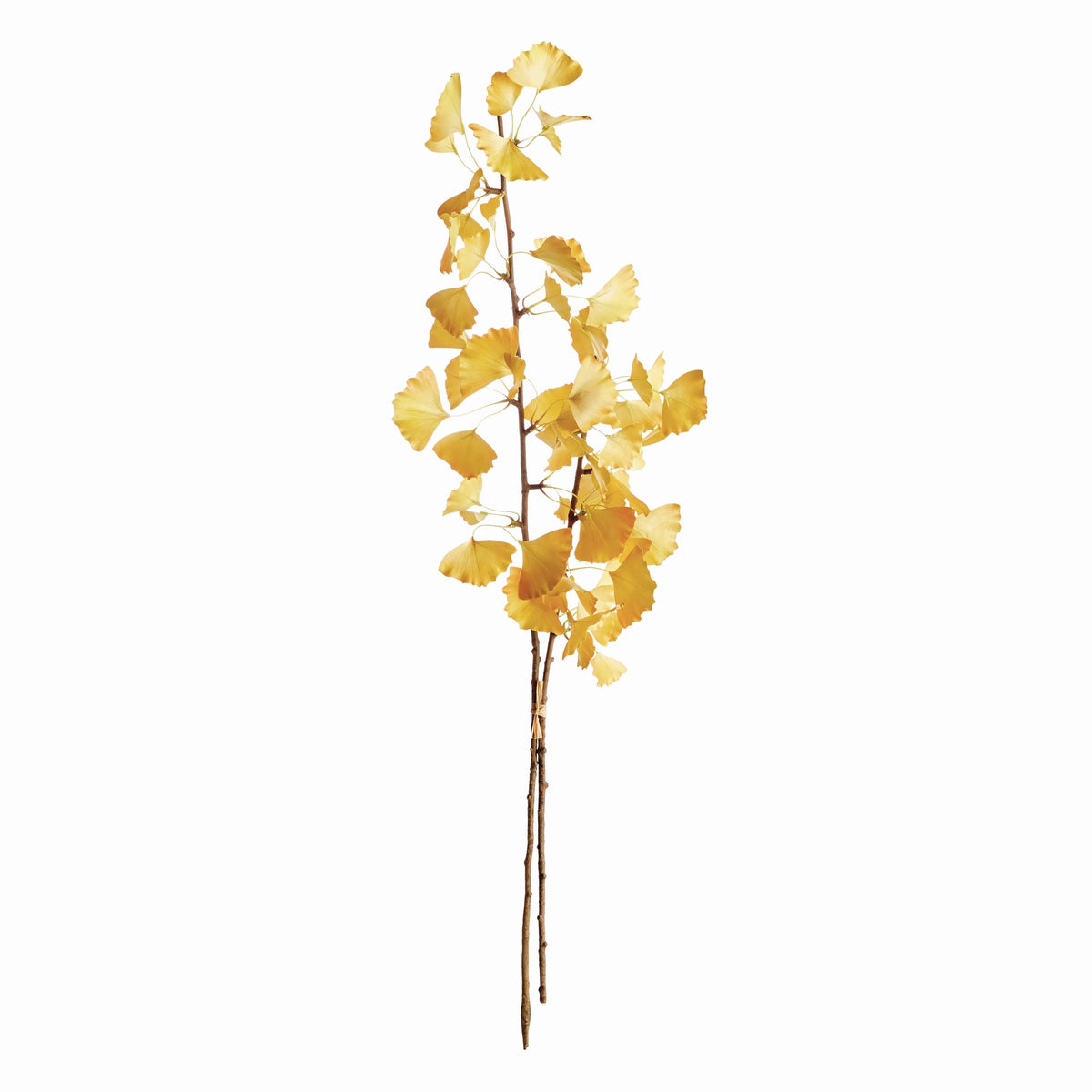 Ginkgo Branch 40" Bundle/2
