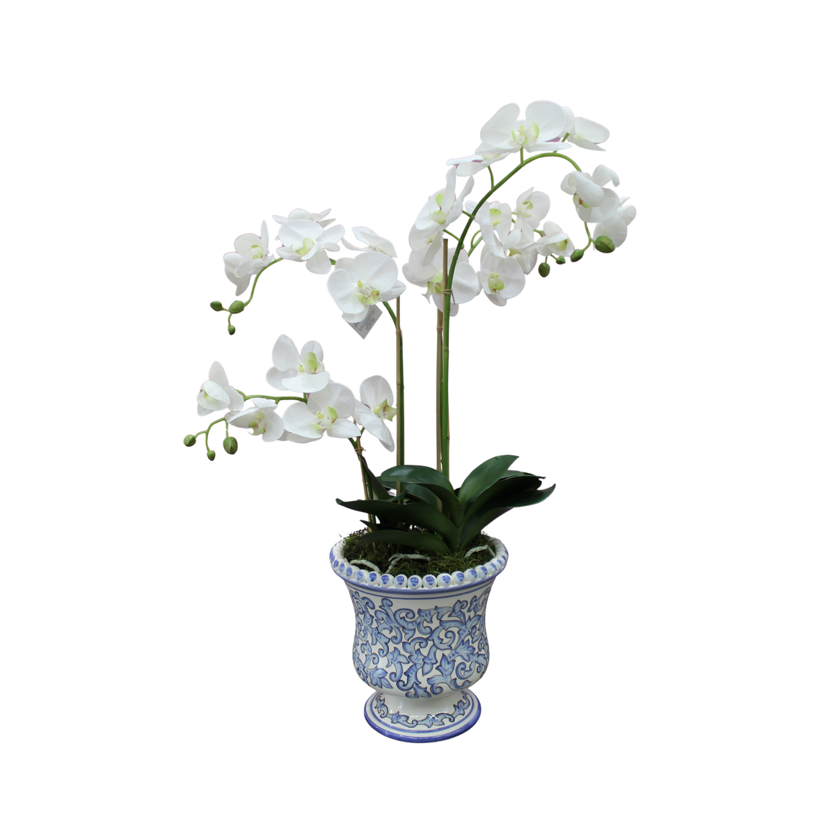 30" Phalaenopsis Drop In