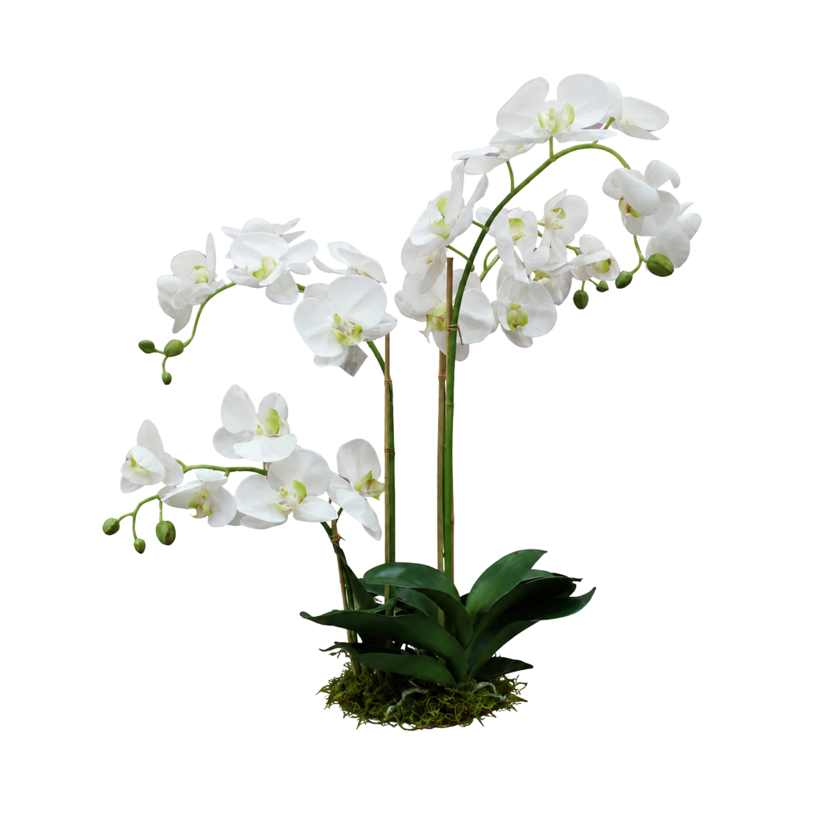 30" Phalaenopsis Drop In