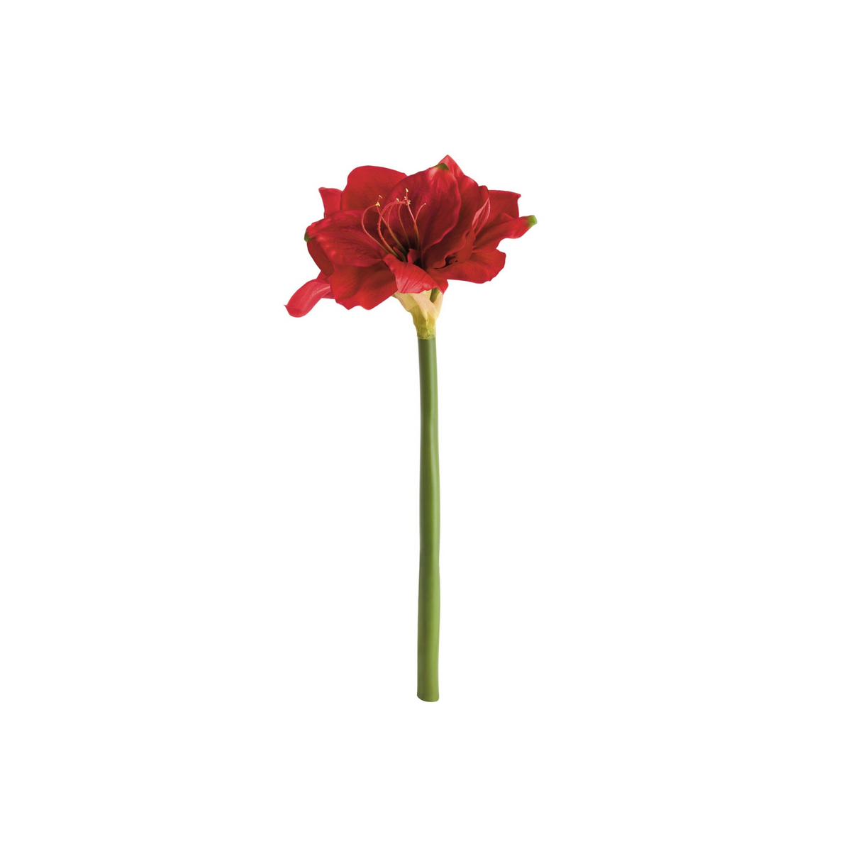 Amarylis Stems